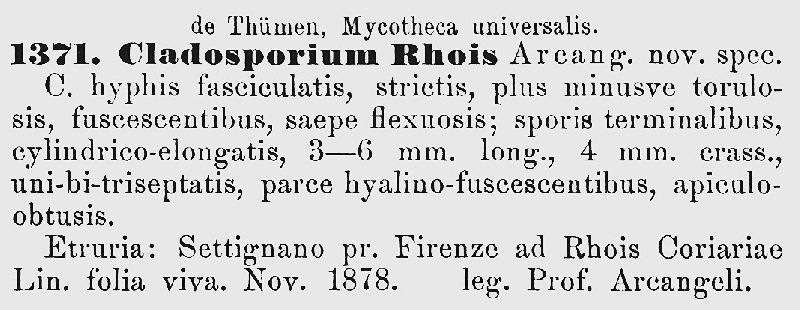 Cladosporium rhois image