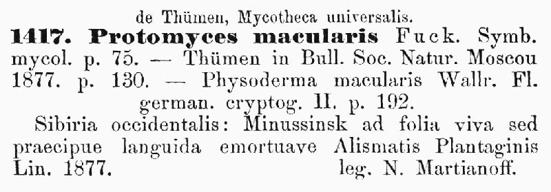 Physoderma maculare image