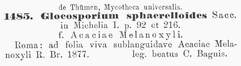 Gloeosporium sphaerelloides image