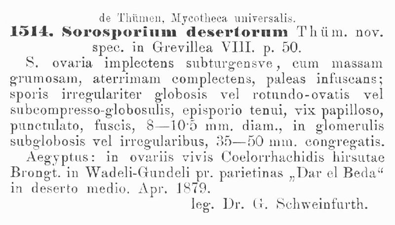 Sorosporium desertorum image