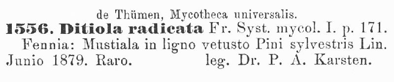 Ditiola radicata image