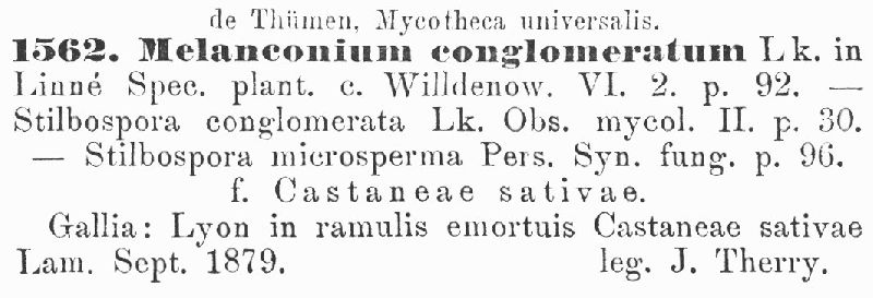 Melanconium conglomeratum image