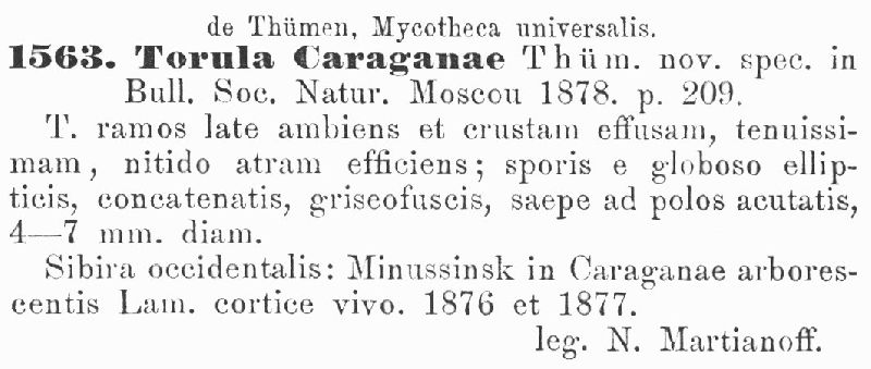 Torula caraganae image