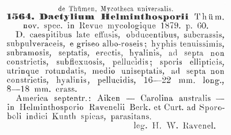 Dactylium helminthosporii image
