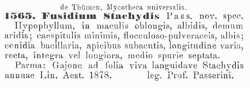 Fusidium stachydis image