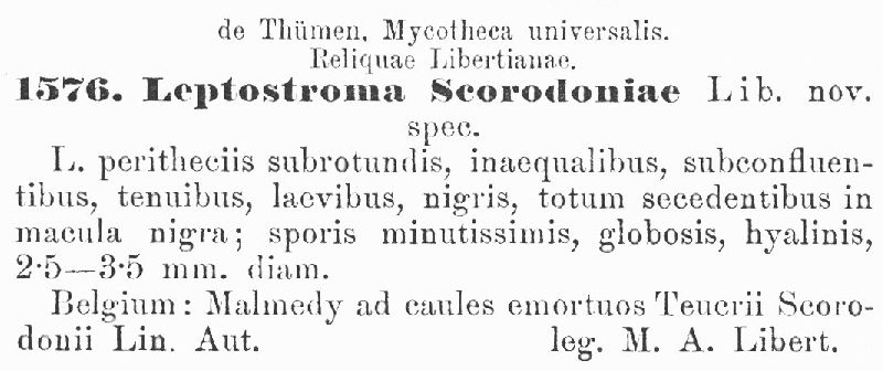 Leptostroma scorodoniae image