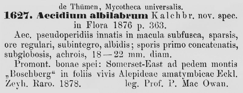 Aecidium albilabrum image