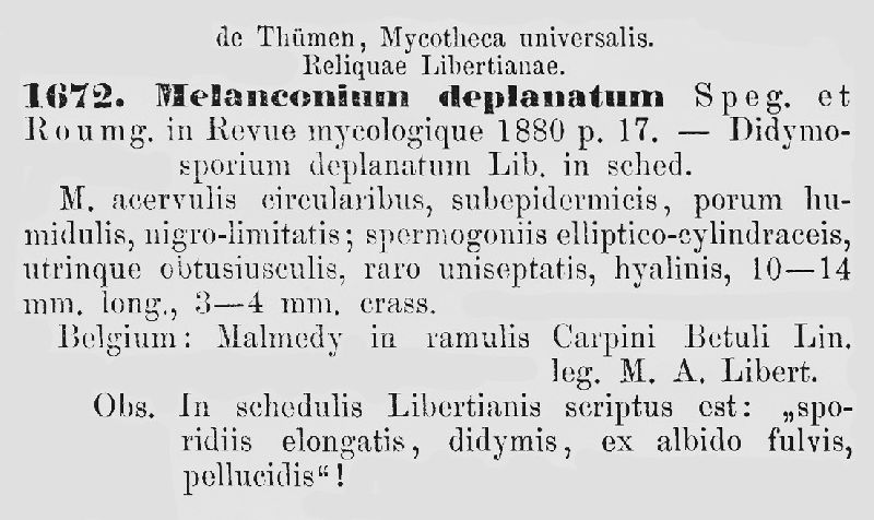 Melanconium deplanatum image