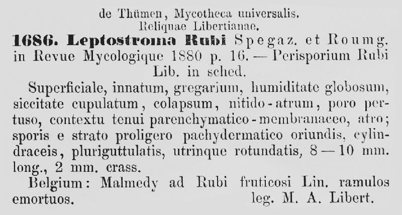 Leptostroma rubi image