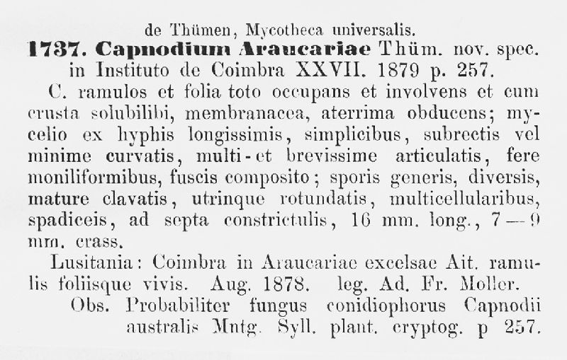 Capnodium araucariae image