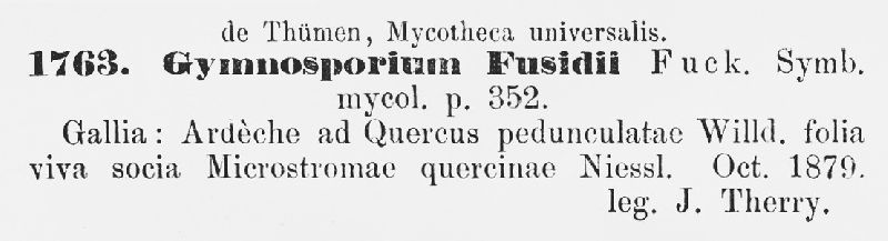 Gymnosporium fusidii image