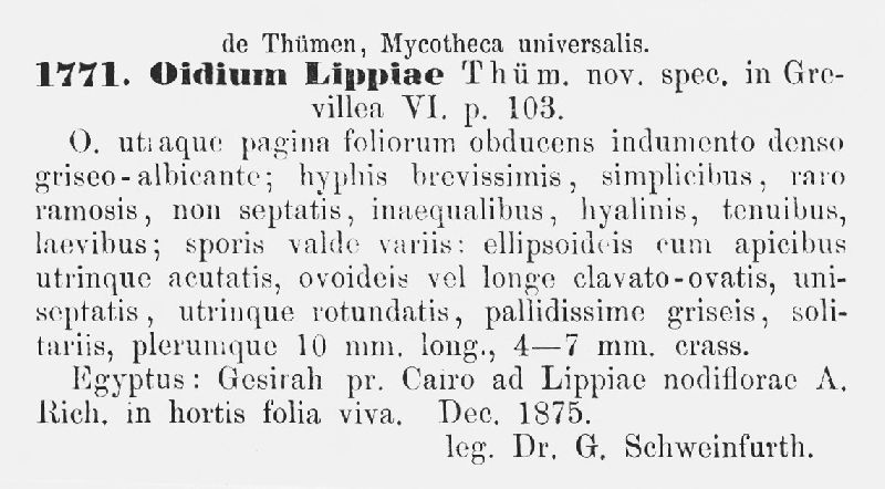 Oidium lippiae image