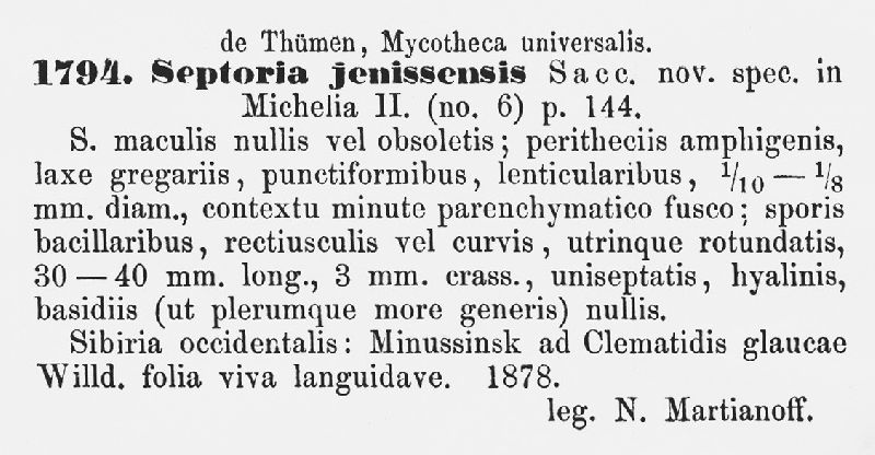 Septoria jenissensis image