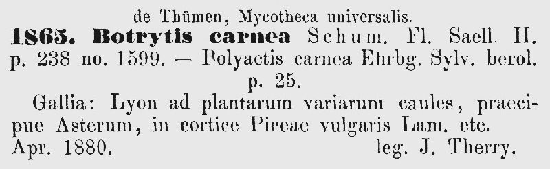 Botrytis carnea image