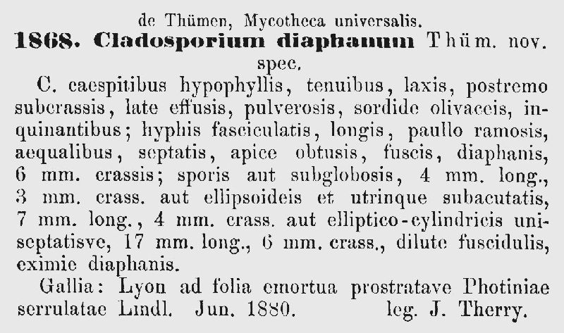 Cladosporium diaphanum image