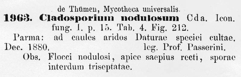 Cladosporium nodulosum image