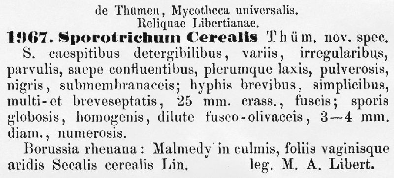 Oidiodendron cereale image