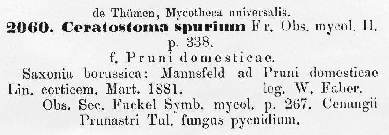 Ceratostoma spurium image