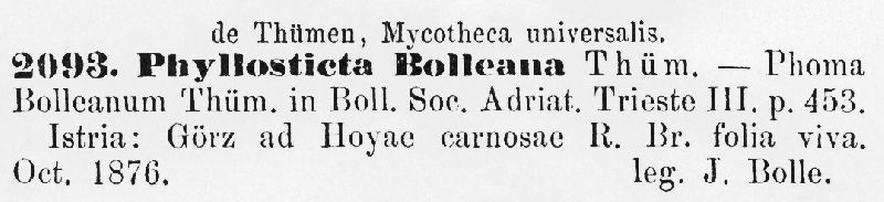 Phyllosticta bolleana image