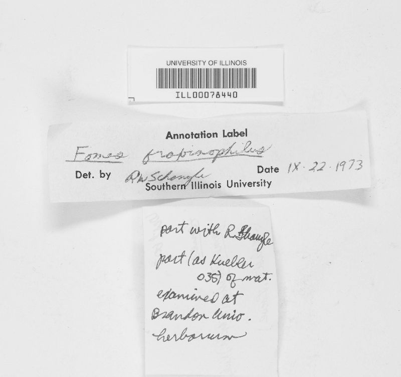 Fomes fraxinophilus image