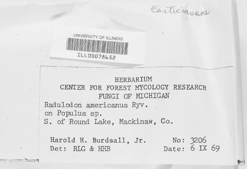 Radulodon americanus image