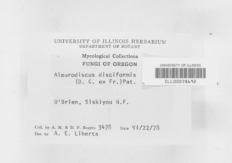 Aleurodiscus disciformis image