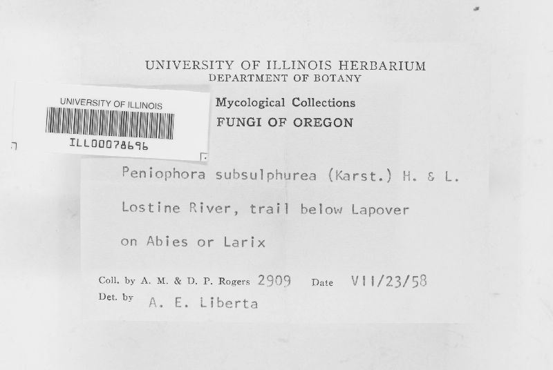 Peniophora subsulphurea image