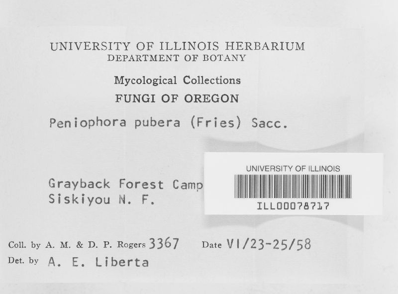 Hyphoderma pubera image