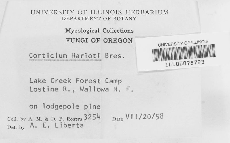 Corticium harioti image
