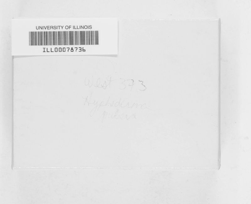 Hyphoderma pubera image