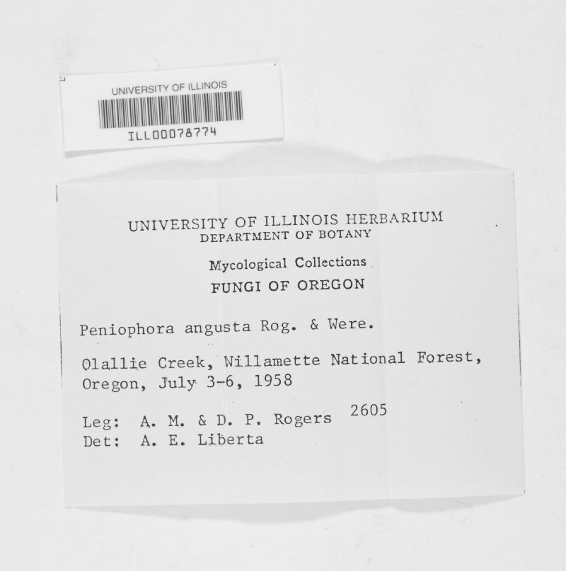 Peniophora angusta image