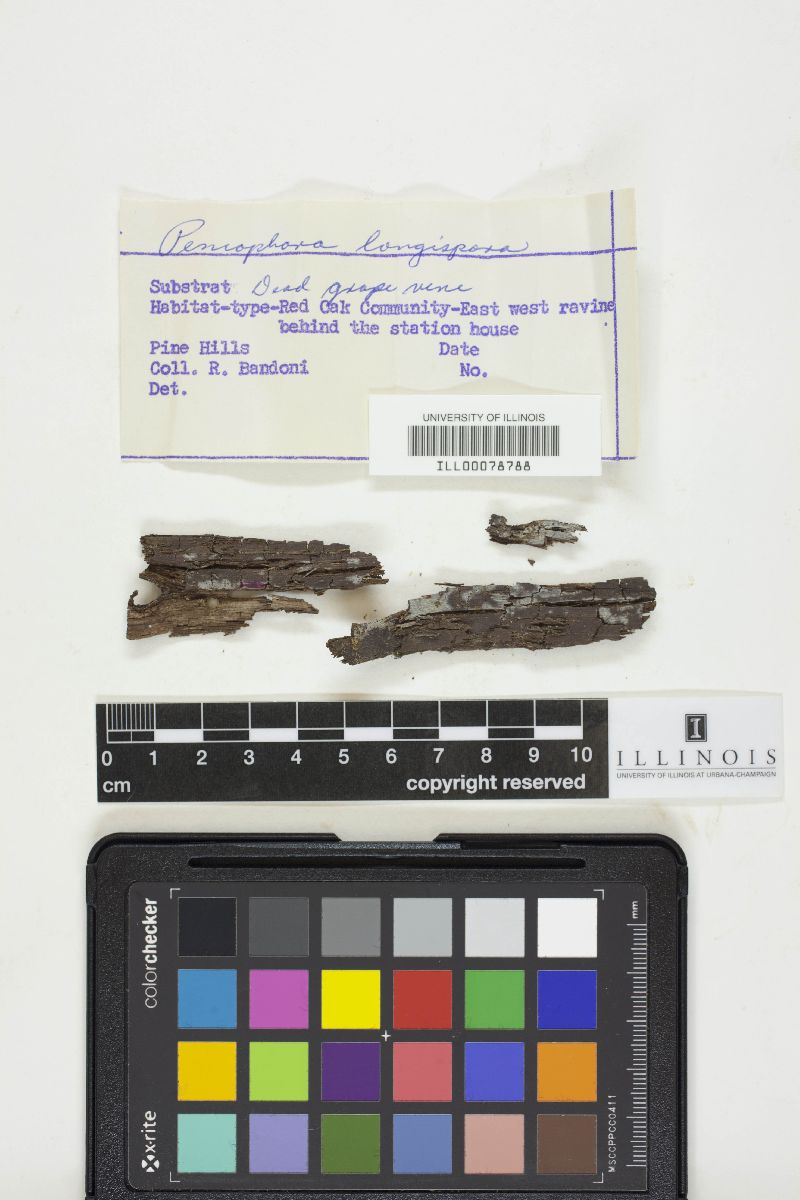 Subulicystidium longisporum image