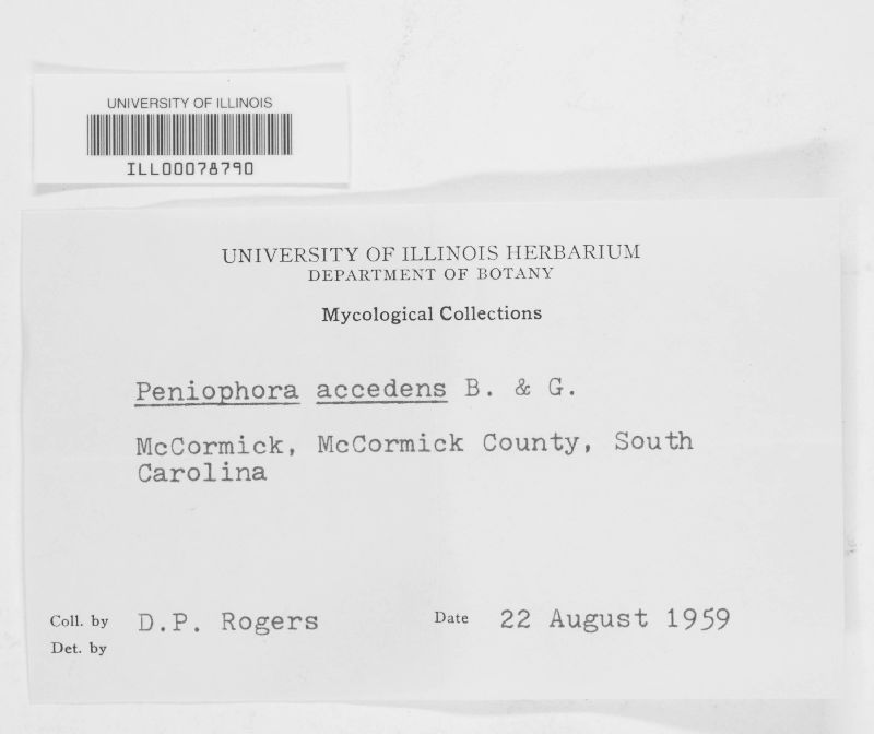 Peniophora accedens image