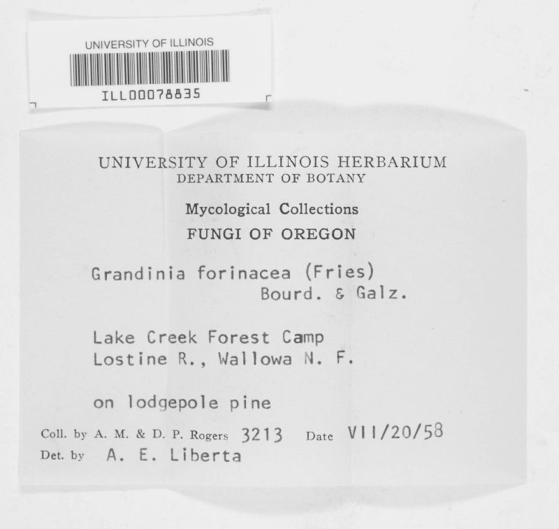 Trechispora farinacea image