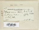 Apiosporium mali image