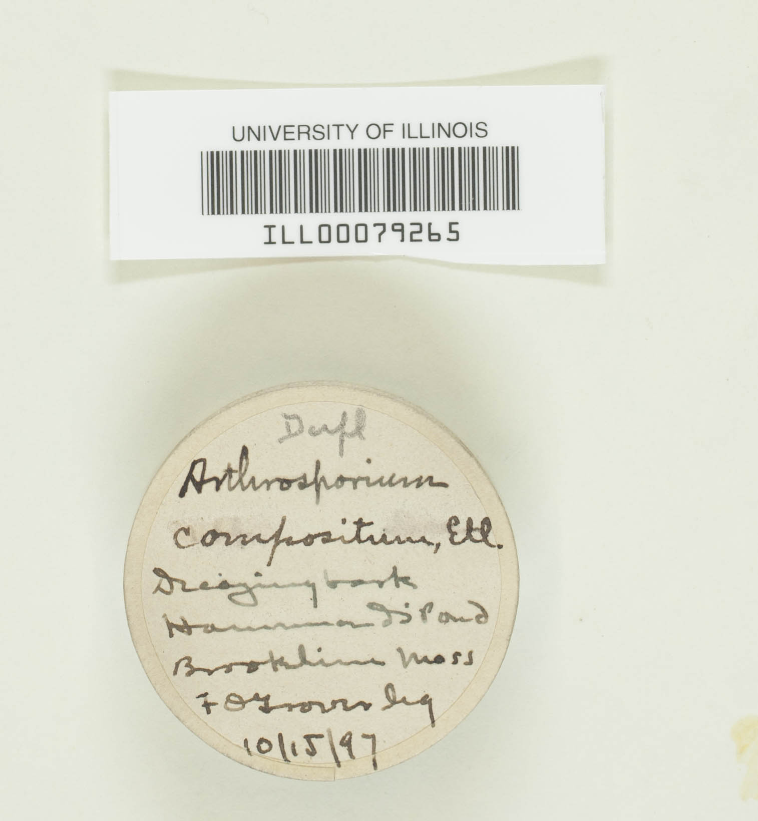 Arthrosporium compositum image