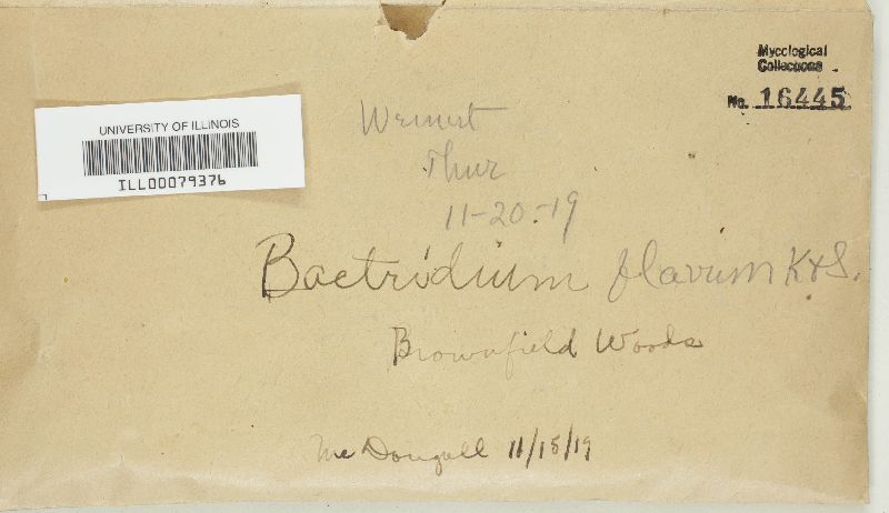 Bactridium flavum image