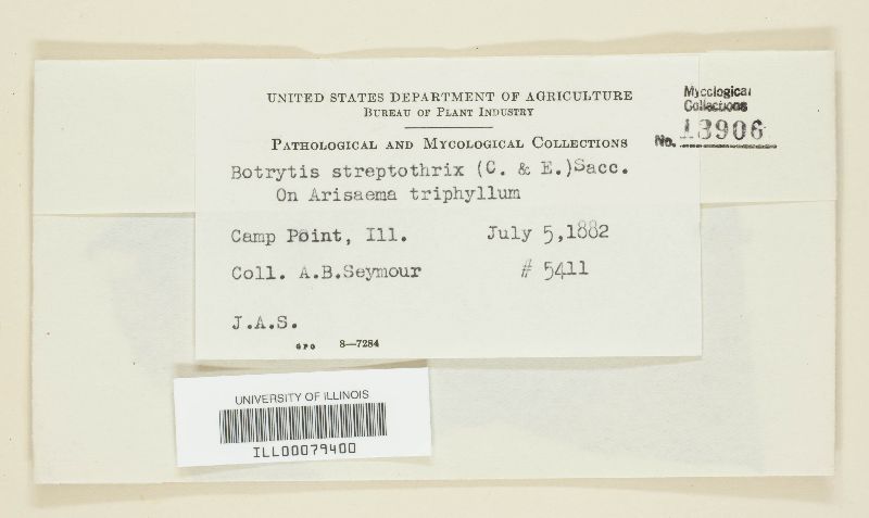 Streptobotrys streptothrix image
