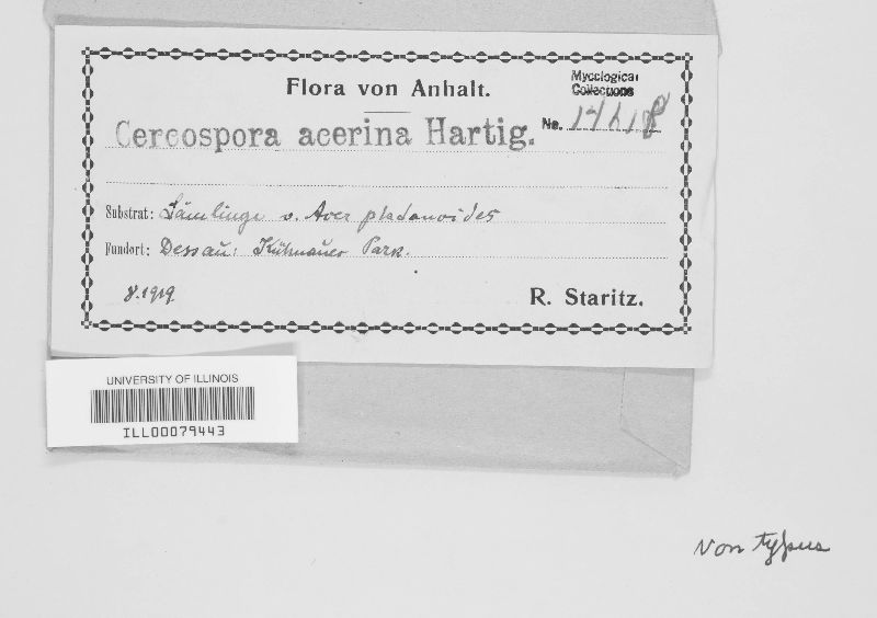 Mycocentrospora acerina image