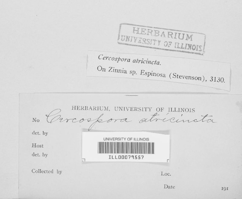 Cercospora atricincta image