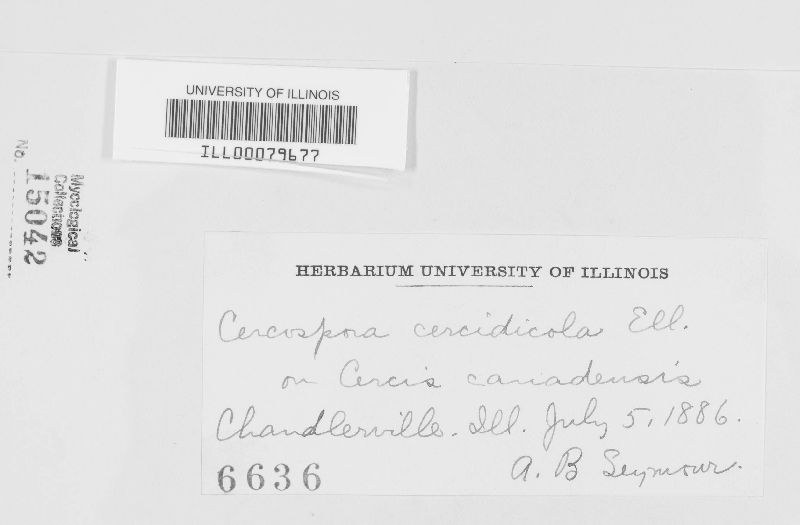 Cercospora cercidicola image