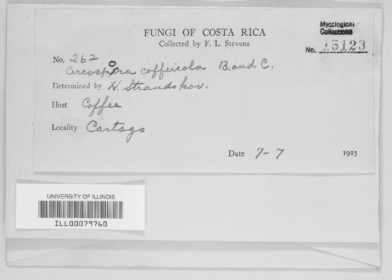 Mycosphaerella coffeicola image