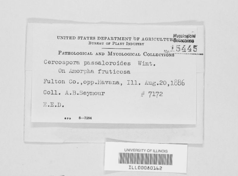 Passalora passaloroides image