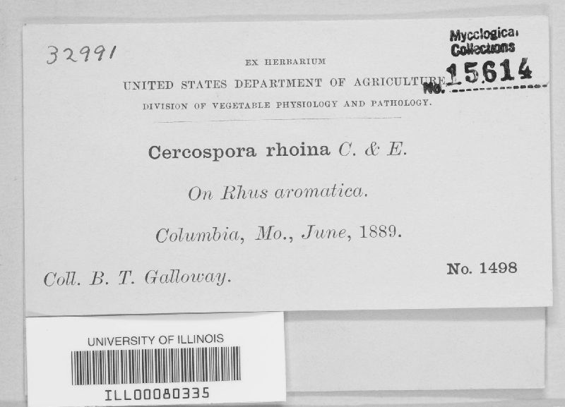 Pseudocercospora rhoina image
