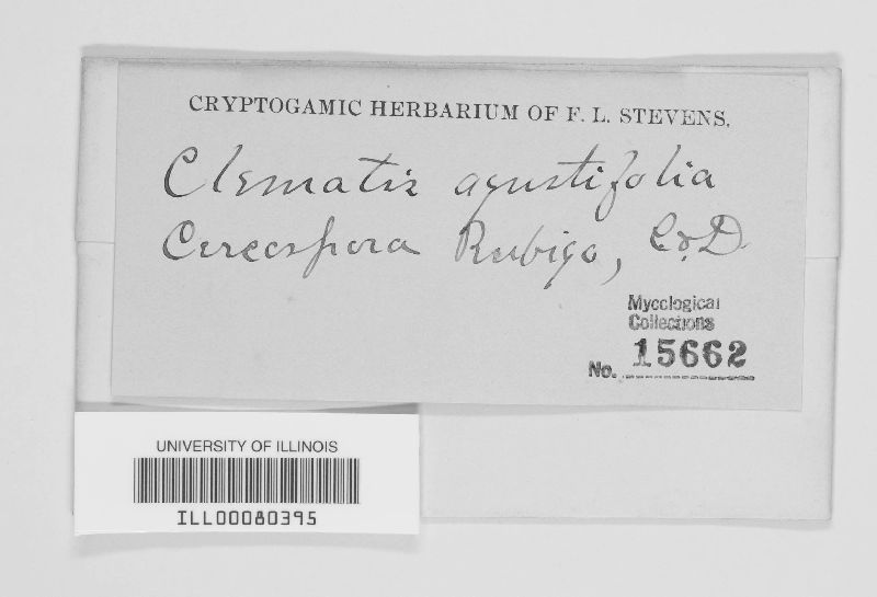 Cercospora rubigo image