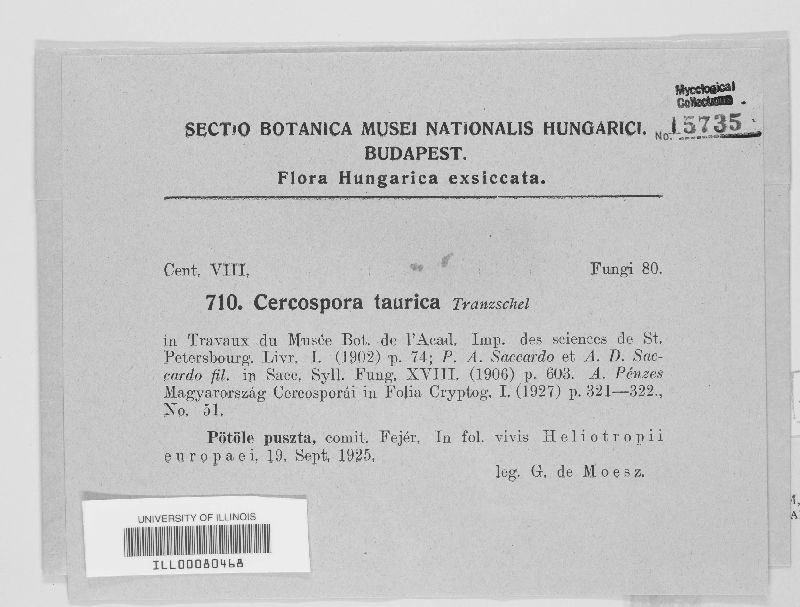 Cercospora taurica image