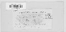 Cercospora violae image