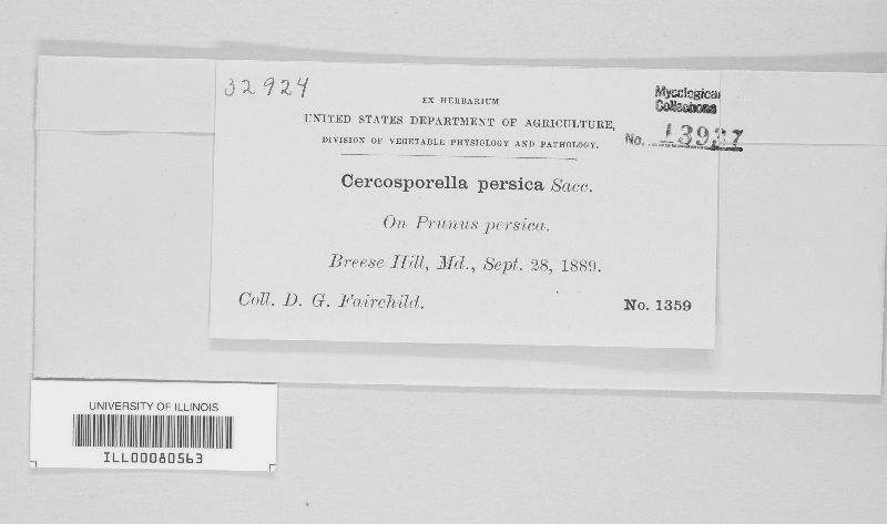 Cercosporella persica image