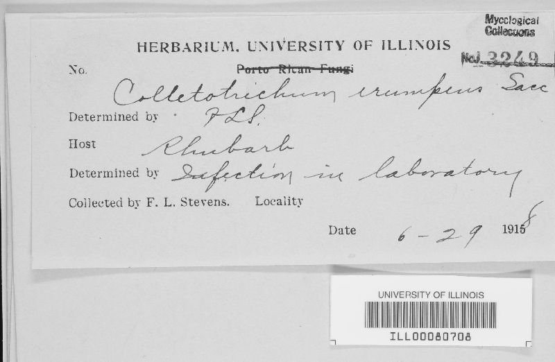 Colletotrichum erumpens image
