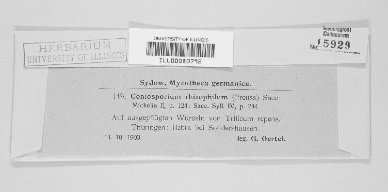 Coniosporium rhizophilum image